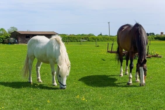 Equine Pasture Management