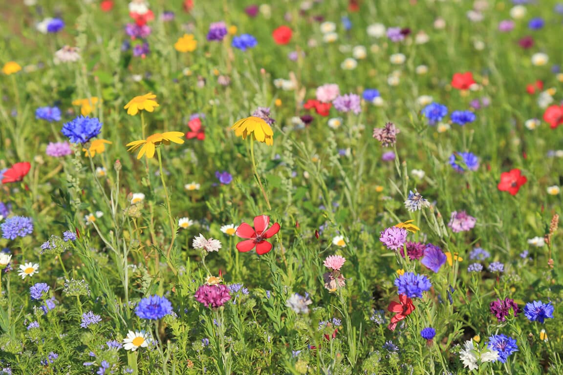 hydroseeding wildflowers